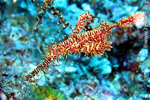 ghostpipe fish