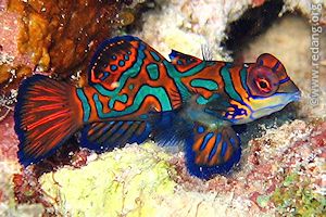 mandarin fish