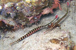 banded pipefish