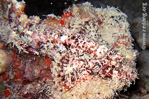 scorpionfish