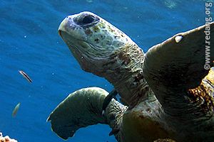 green turtle