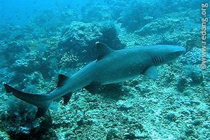white tip reef shark