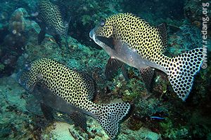 harlequin sweetlips