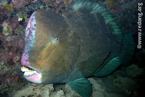 sleeping bumphead parrotfish