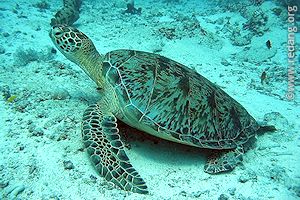 green turtle