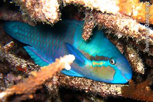 sleeping parrotfish