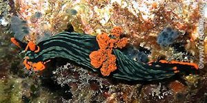 nudibranch