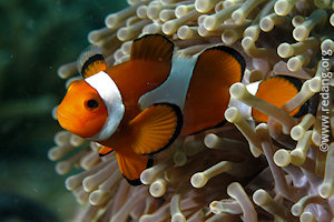 clownfish