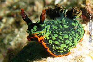 nudibranch