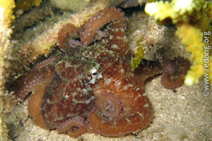 octopus