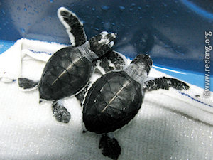 green turtle hatchlings