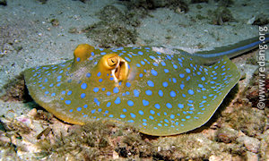 blue-spotted ray