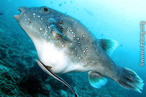 large puffer fish