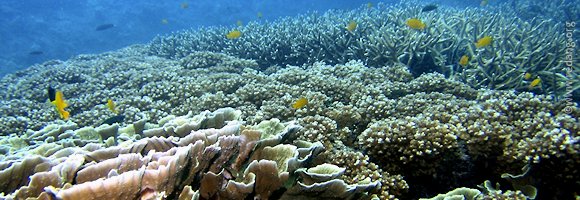 terumbu kili coral fields