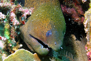 giant moray eel