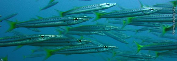 yellow-tail barracudas