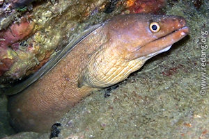 moray eels