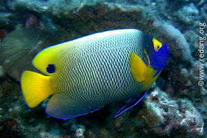 bluefaced angelfish