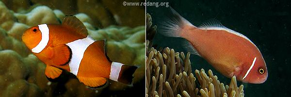 anemonefishes
