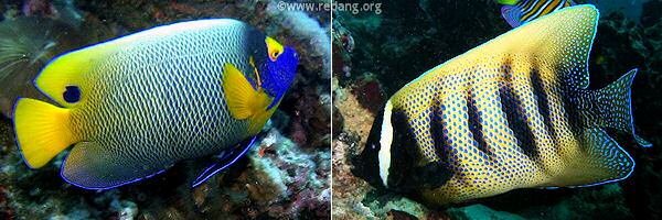 angelfish