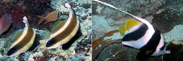 bannerfish