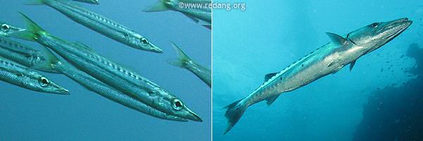 barracuda