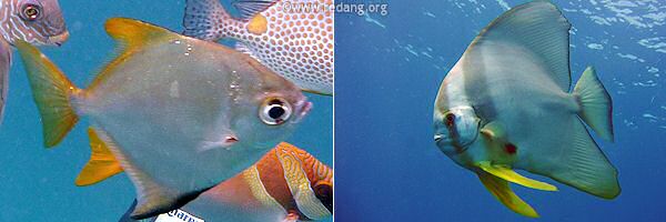 spadefish
