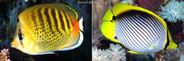 butterflyfish