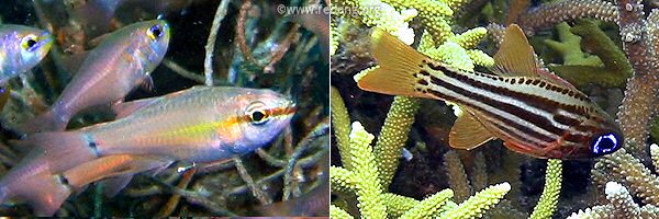 cardinalfishes