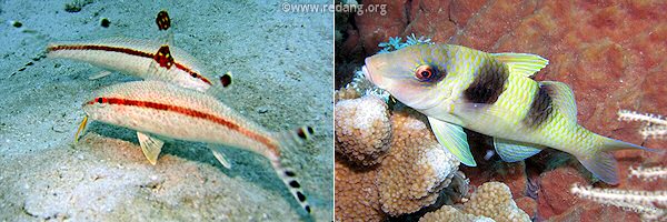 goatfishes