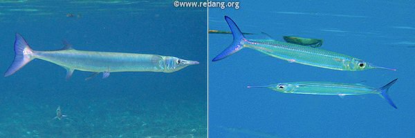 needlefish