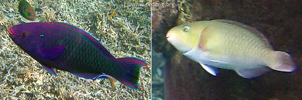 parrotfishes
