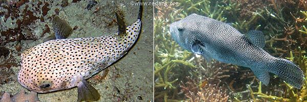 puffers and porcupinefish