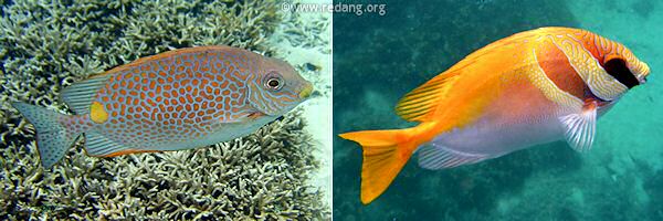 rabbitfishes