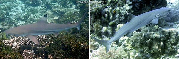 reef sharks