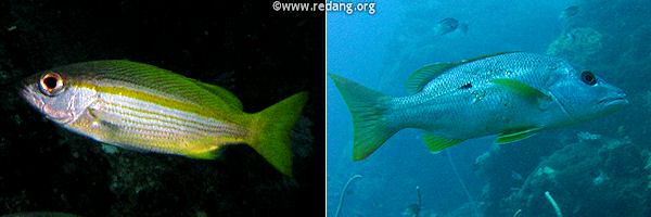 snapper