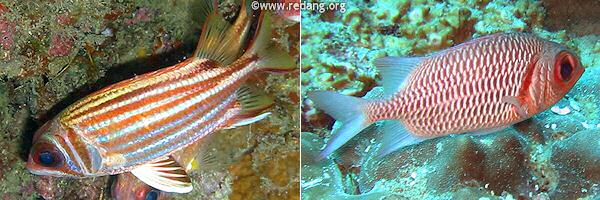 soldierfish and squirrelfish