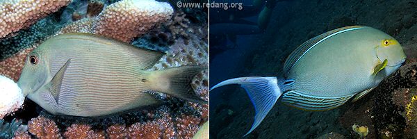 surgeonfish