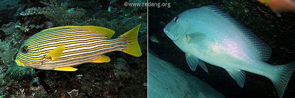 sweetlips