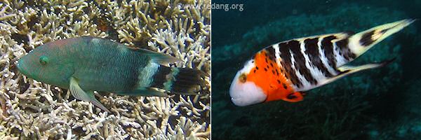 wrasses