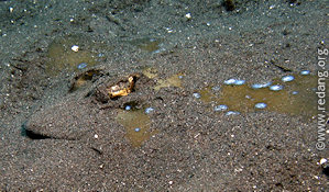 blue-spotted ray