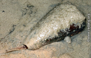 cone shell