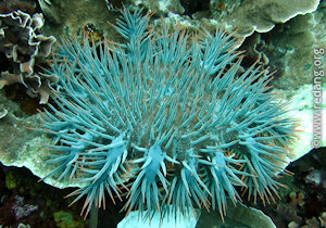 crown of thorns