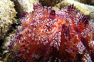 fire urchin