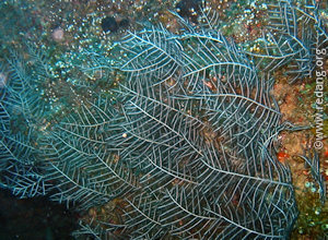 fire coral and hydroids