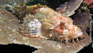 scorpionfish