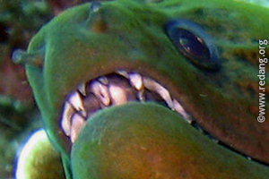 moray teeth