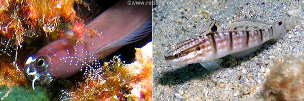 goby and blenny