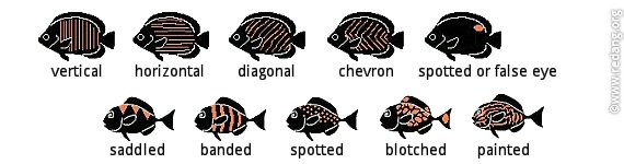 markings and body patterns