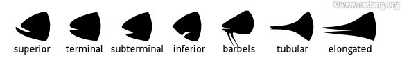mouth shapes